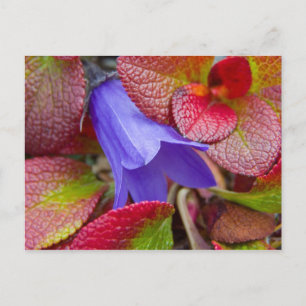 N.A., USA, Alaska.  Blauglocke in der Tundra in Postkarte