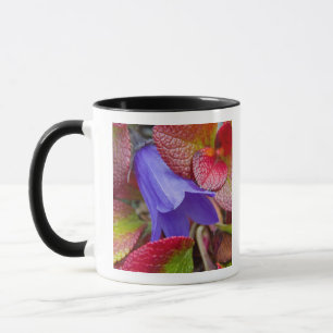 N.A., USA, Alaska.  Blauglocke in der Tundra in Tasse