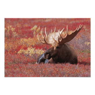 N.A., USA, Alaska, Denali National Park, Bull Fotodruck