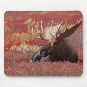 N.A., USA, Alaska, Denali National Park, Bull Mousepad