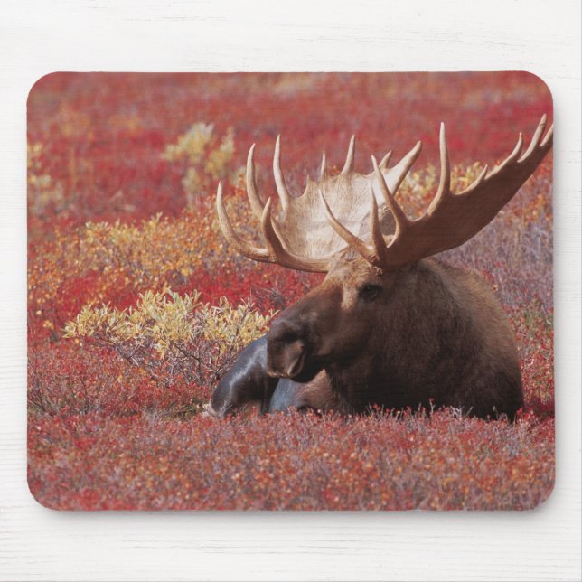 N.A., USA, Alaska, Denali National Park, Bull Mousepad (Vorne)