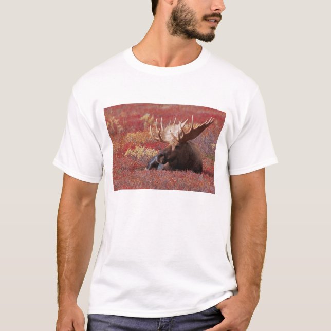 N.A., USA, Alaska, Denali National Park, Bull T-Shirt (Vorderseite)