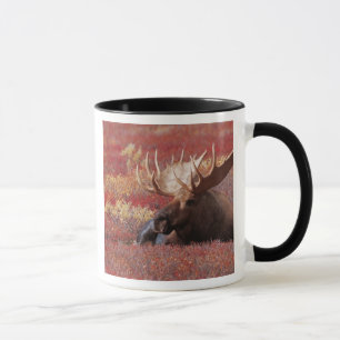 N.A., USA, Alaska, Denali National Park, Bull Tasse