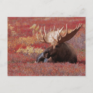 N.A., USA, Alaska, Denali Nationalpark, Stier Postkarte