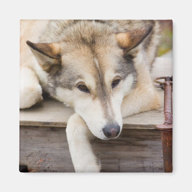 N.A., USA, Alaska Husky-Schlitten Magnet (Vorne)