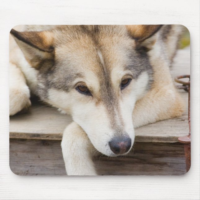 N.A., USA, Alaska Husky-Schlitten Mousepad (Vorne)