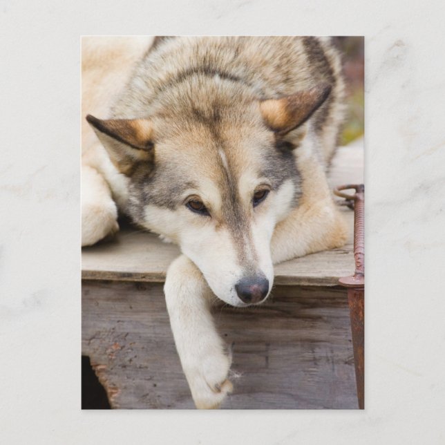 N.A., USA, Alaska Husky-Schlitten Postkarte (Vorderseite)