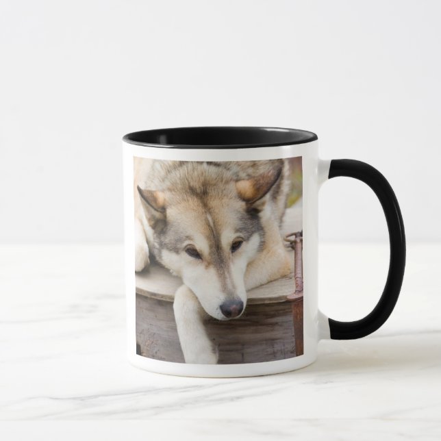 N.A., USA, Alaska Husky-Schlitten Tasse (Rechts)