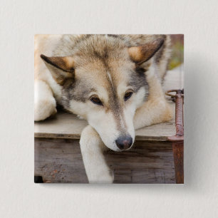 N.A., USA, Alaska. Husky-Schlittenhunde Button