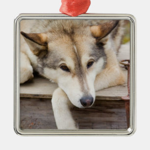 N.A., USA, Alaska. Huskys Schlittenhunde Silbernes Ornament