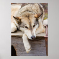 N.A., USA, Alaska Schlittenhunde