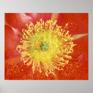 N.A., USA, Arizona, Casa Grande, NM, Wüste Poster