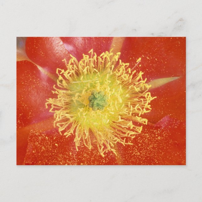 N.A., USA, Arizona, Casa Grande, NM, Wüste Postkarte (Vorderseite)