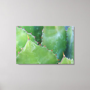 N.A., USA, Arizona, Tucson, Sonora Desert 2 Leinwanddruck