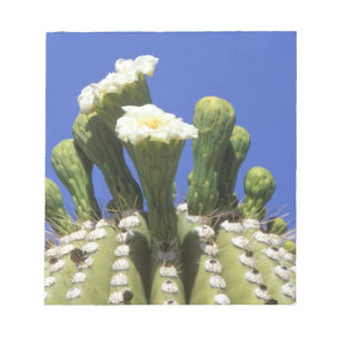 N.A., USA, Arizona, Tucson, Sonora Desert 2 Notizblock
