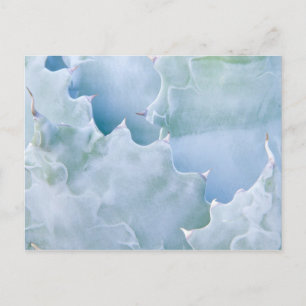 N.A., USA, Arizona, Tucson, Sonora Desert 2 Postkarte