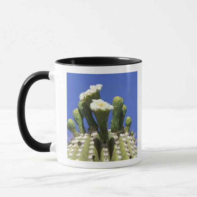 N.A., USA, Arizona, Tucson, Sonora Desert 2 Tasse (Links)