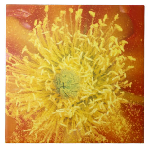 N.A., USA, Arizona, Tucson, Sonora Desert 3 Fliese