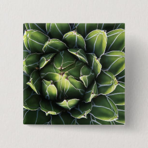 N.A., USA, Arizona, Tucson, Sonora Desert Button