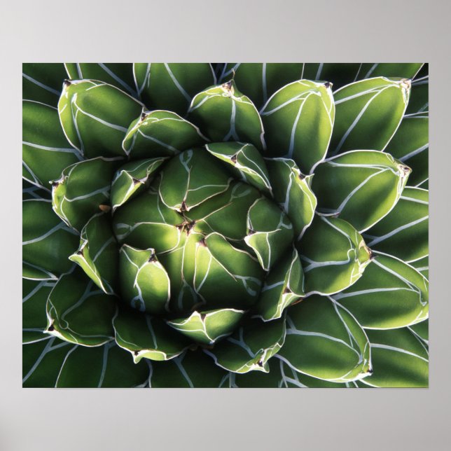 N.A., USA, Arizona, Tucson, Sonora Desert Poster (Vorne)