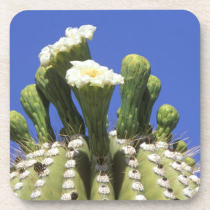 N.A., USA, Arizona, Tucson, Sonora-Wüste 2 Getränkeuntersetzer