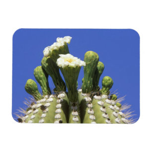 N.A., USA, Arizona, Tucson, Sonora-Wüste 2 Magnet