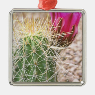 N.A., USA, AZ, Phoenix, Botanischer Garten der Wüs Silbernes Ornament