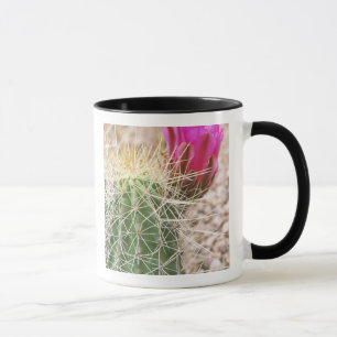 N.A., USA, AZ, Phoenix, Botanischer Garten der Wüs Tasse