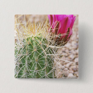 N.A., USA, AZ, Phoenix, Wüste Botanical Button