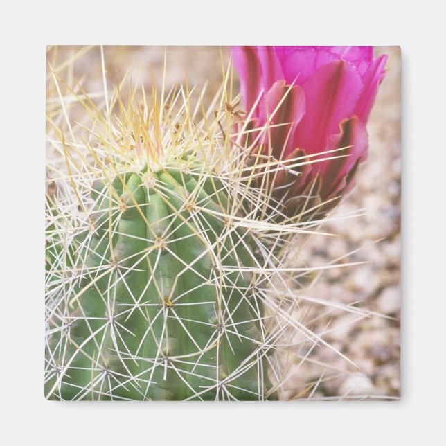 N.A., USA, AZ, Phoenix, Wüste Botanical Magnet (Vorne)