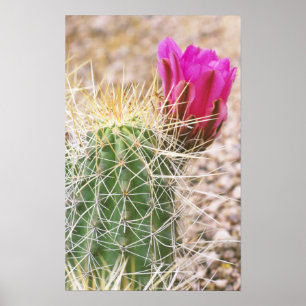 N.A., USA, AZ, Phoenix, Wüste Botanical Poster