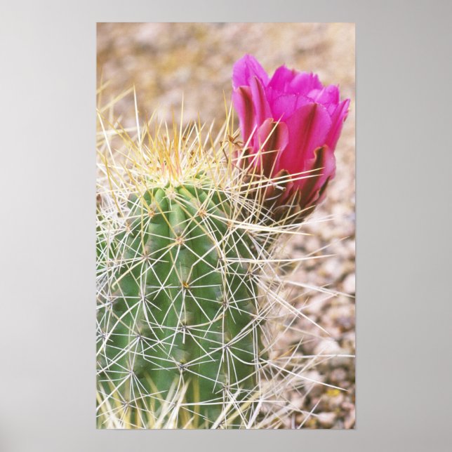 N.A., USA, AZ, Phoenix, Wüste Botanical Poster (Vorne)