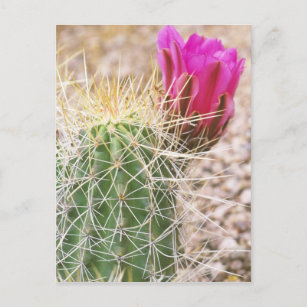 N.A., USA, AZ, Phoenix, Wüste Botanical Postkarte