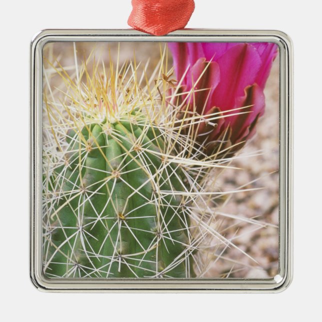 N.A., USA, AZ, Phoenix, Wüste Botanical Silbernes Ornament (Vorne)
