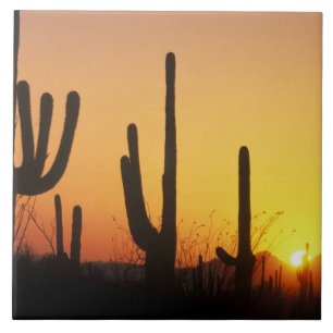 N.A., USA, AZ, Saguaro NP, Saguaro Sunset Fliese