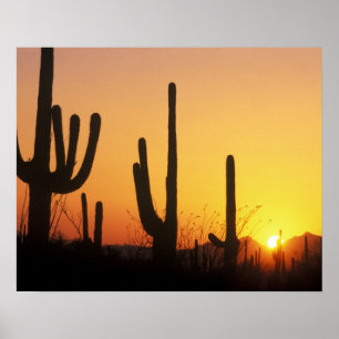 N.A., USA, AZ, Saguaro NP, Saguaro Sunset Poster