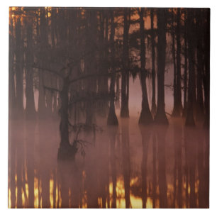 N.A., USA, Georgia, George Smith Staat Park. Fliese