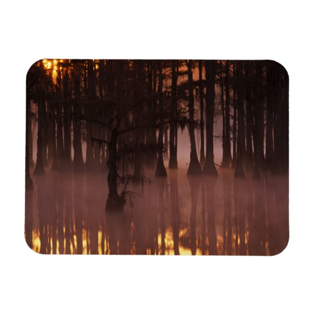 N.A., USA, Georgia, George Smith Staat Park. Magnet (Horizontal)