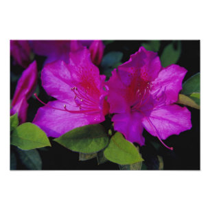 N.A. USA, Georgia, Savannah. Azalee in Blüte. Fotodruck