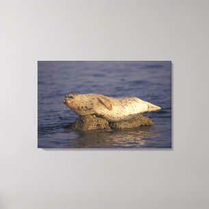 N.A., USA, Kalifornien, Monterey. Harbour Siegel Leinwanddruck