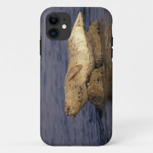 N.A., USA, Kalifornien, Monterey. Seehund Case-Mate iPhone Hülle