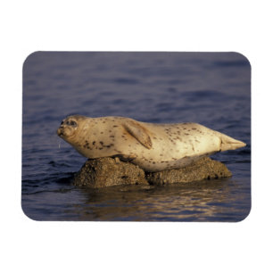 N.A., USA, Kalifornien, Monterey. Seehund Magnet