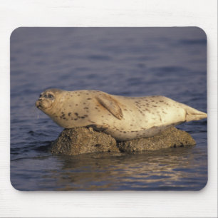 N.A., USA, Kalifornien, Monterey. Seehund Mousepad