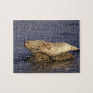 N.A., USA, Kalifornien, Monterey. Seehund Puzzle