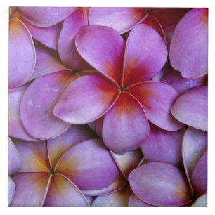 N.A., USA, Maui, Hawaii. Rosa Plumeria blüht. Fliese