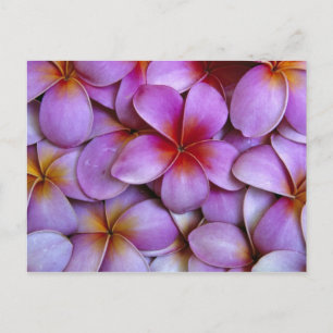 N.A., USA, Maui, Hawaii. Rosa Plumeria-Blüten. Postkarte