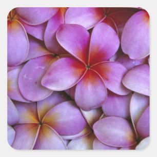 N.A., USA, Maui, Hawaii. Rosa Plumeria-Blüten. Quadratischer Aufkleber