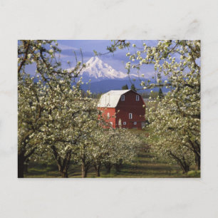 N.A., USA, Oregon, Hood River County. Rot Postkarte