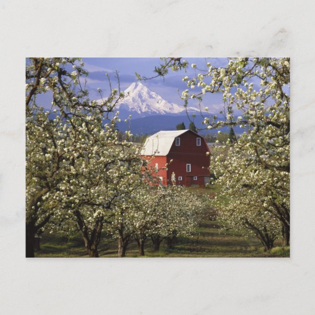 N.A., USA, Oregon, Hood River Landkreis. Rot Postkarte (Vorderseite)