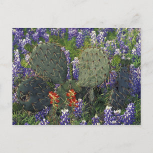 N.A., USA, Texas, Kaktus umgeben von Postkarte